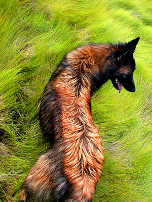 Arrow in the Grass