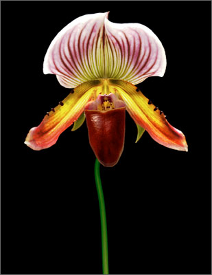 Orchid